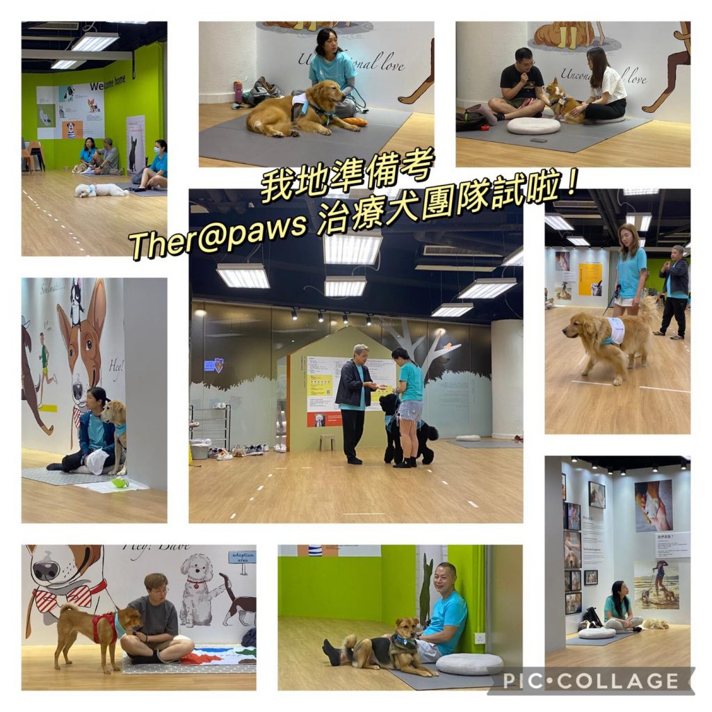 香港動物輔助治療協會 HKAATA - THERAPAWS 治療犬及 Therapaws P治療學犬計劃